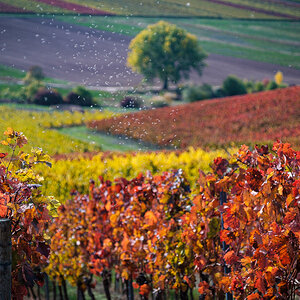Herbstfarben-4305.jpg