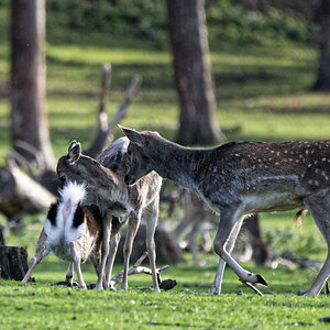 Z50_1877_DxO.jpg