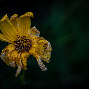 Blüte