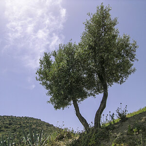Olivenbaum.jpg