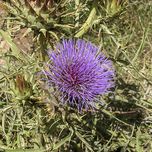 Distel.jpg