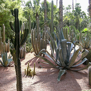Botanischer Garten Marrakesch.jpg