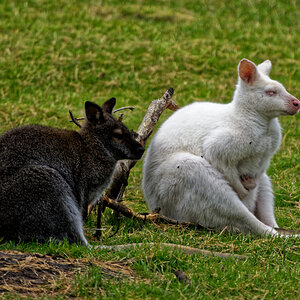 Z50_1830_DxO.jpg