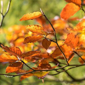 Herbstbuchen (1 von 1).JPG