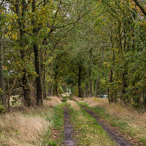 Herbstweg (1 von 1).JPG