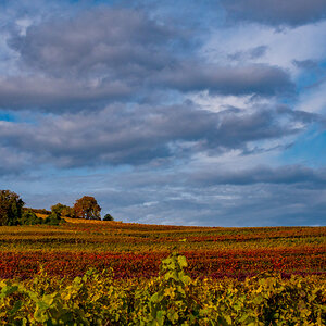 Herbst in Rheinhessen