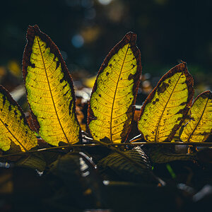 Butternussblätter