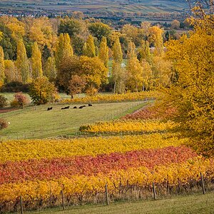 Herbstfarben-4333.jpg