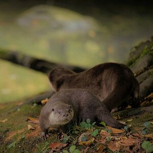Otter.jpg