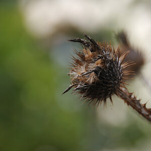 distel.jpg