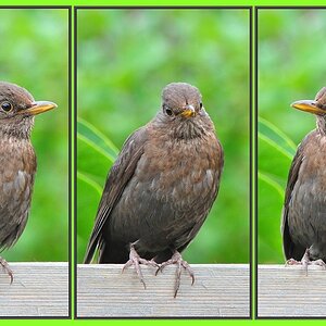 Amsel_Tryptichon.jpg
