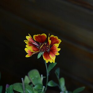 C71_2520.jpg