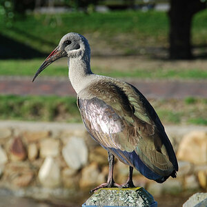 Ibis auf einer Mole in Knysna