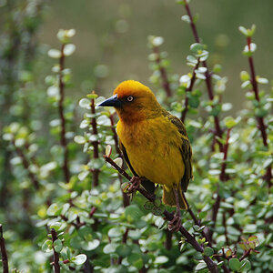 Webervogel Südafrika