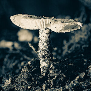 Halloween Mushroom
