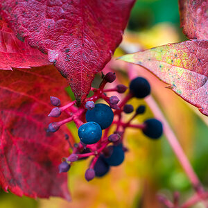 2020-10-31_Garten_Wilder Wein herbstfarben_0001.jpg