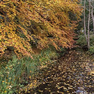Herbstbach (1 von 1).JPG