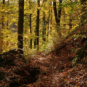 DSC_7446_00001n.jpg