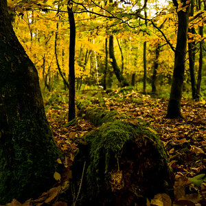Buchenwald im November