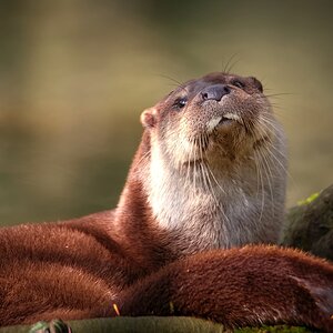 Otter.jpg
