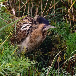 2020_31871.jpg