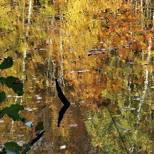 Am Waldsee.jpg