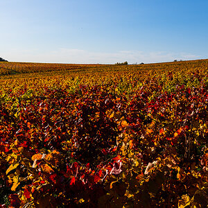 Herbst-Letzenberg-2174.jpg