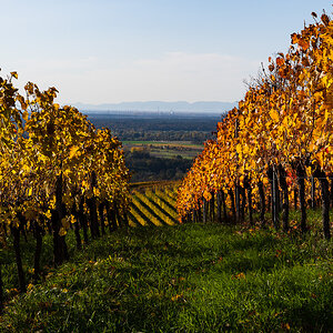 Herbst-Letzenberg-2171.jpg