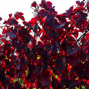 Herbst-Letzenberg-2167.jpg