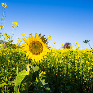 Herbst-Letzenberg-2151.jpg