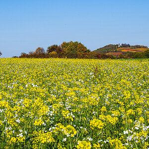 Herbst-Letzenberg-2155.jpg