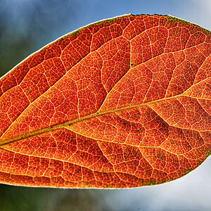 kaki_blatt_1200.jpg