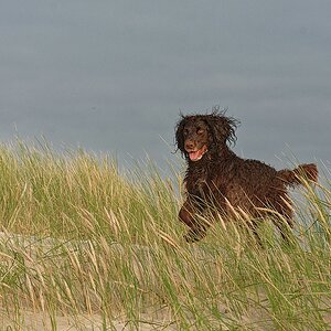 Strandhaferwachtel