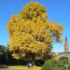 gingo_baum_weinheim.jpg
