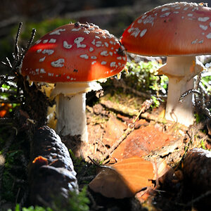 Fliegenpilz-03.JPG