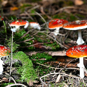Fliegenpilz-10.JPG