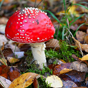 fliegenpilz-13.JPG