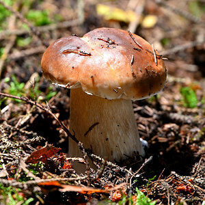 steinpilz-05.JPG