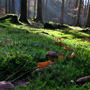 steinpilz-09.JPG