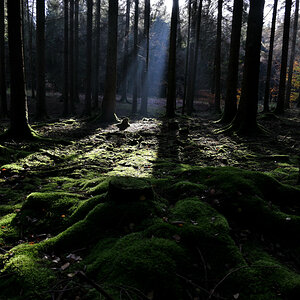 wald-01.JPG