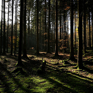 wald-02.JPG