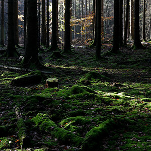 wald-03.JPG