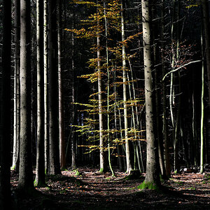 wald-04.JPG