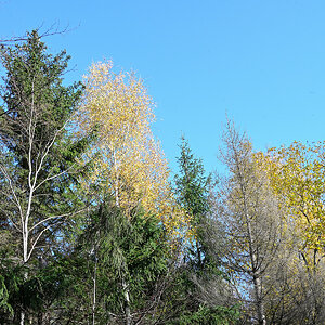 wald-05.JPG