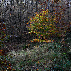 wald-06.JPG