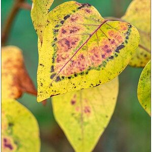 547 Herbstblatt