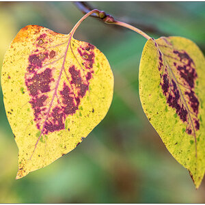 548 Herbstblätter