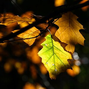 Herbstlicht.jpg