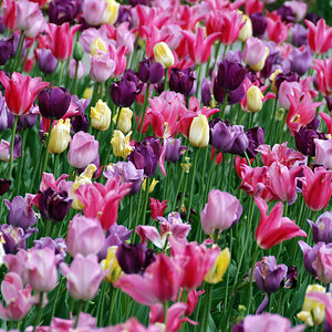 Tulpenbeet NY.JPG