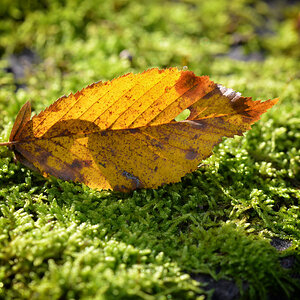herbstblatt_1200.jpg